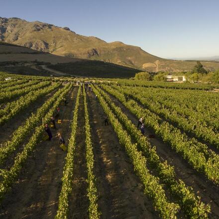 Vineyard view