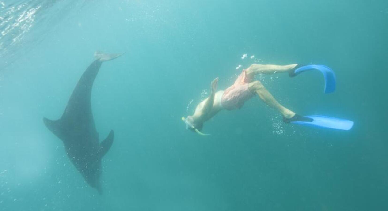 Swimming With Dolphins