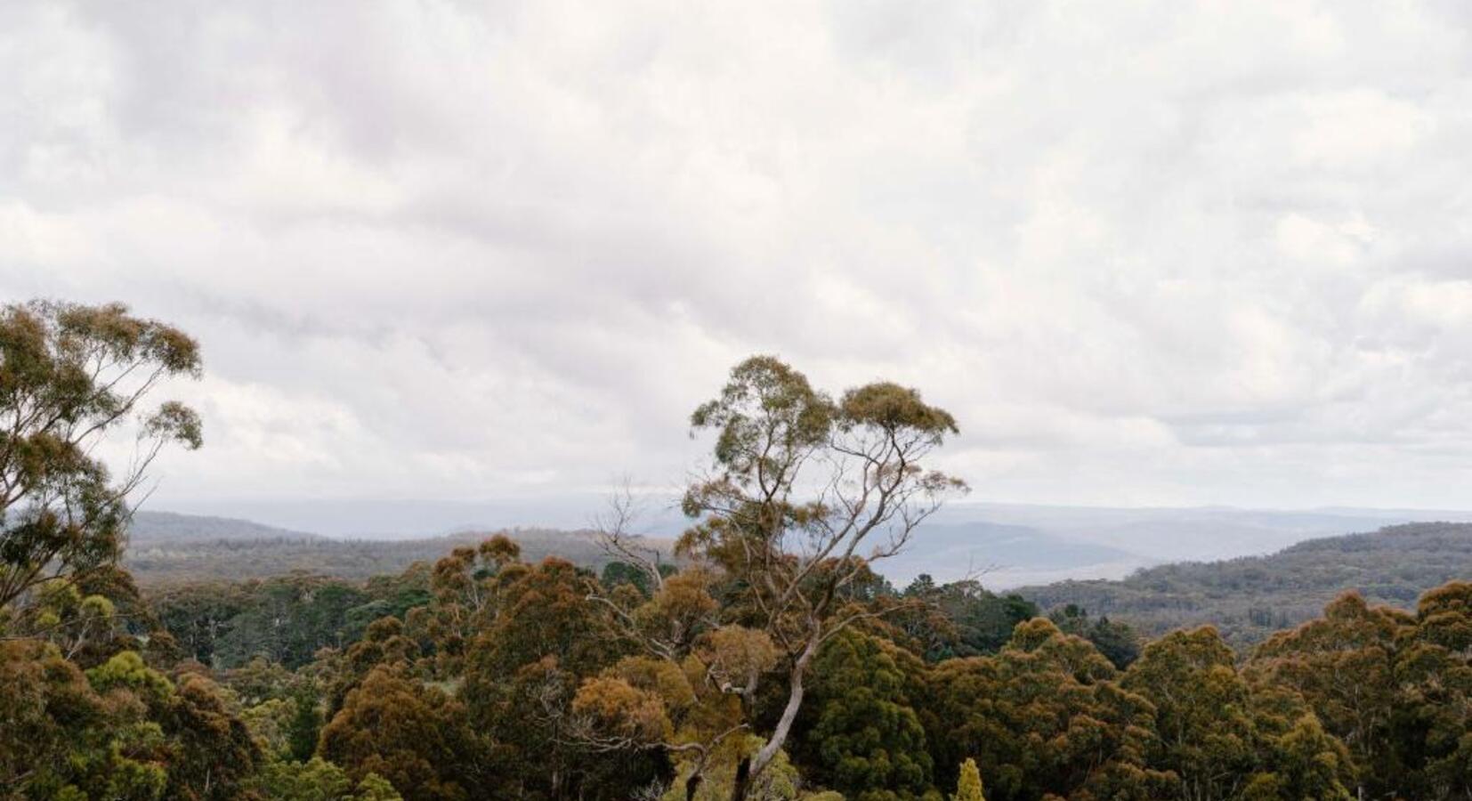 Forest Views