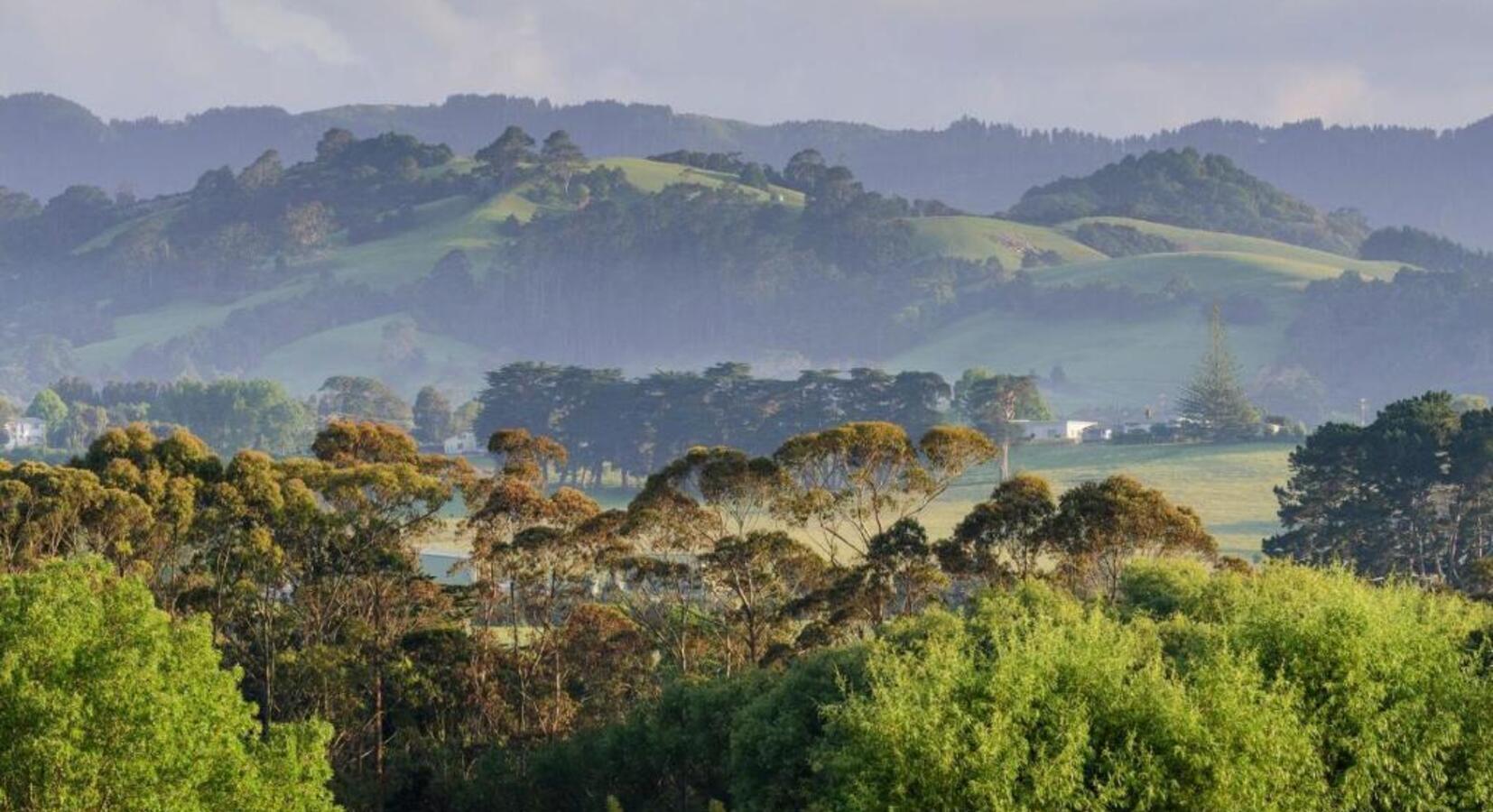 Matakana Views