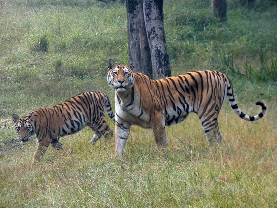 Pench Tiger Reserve