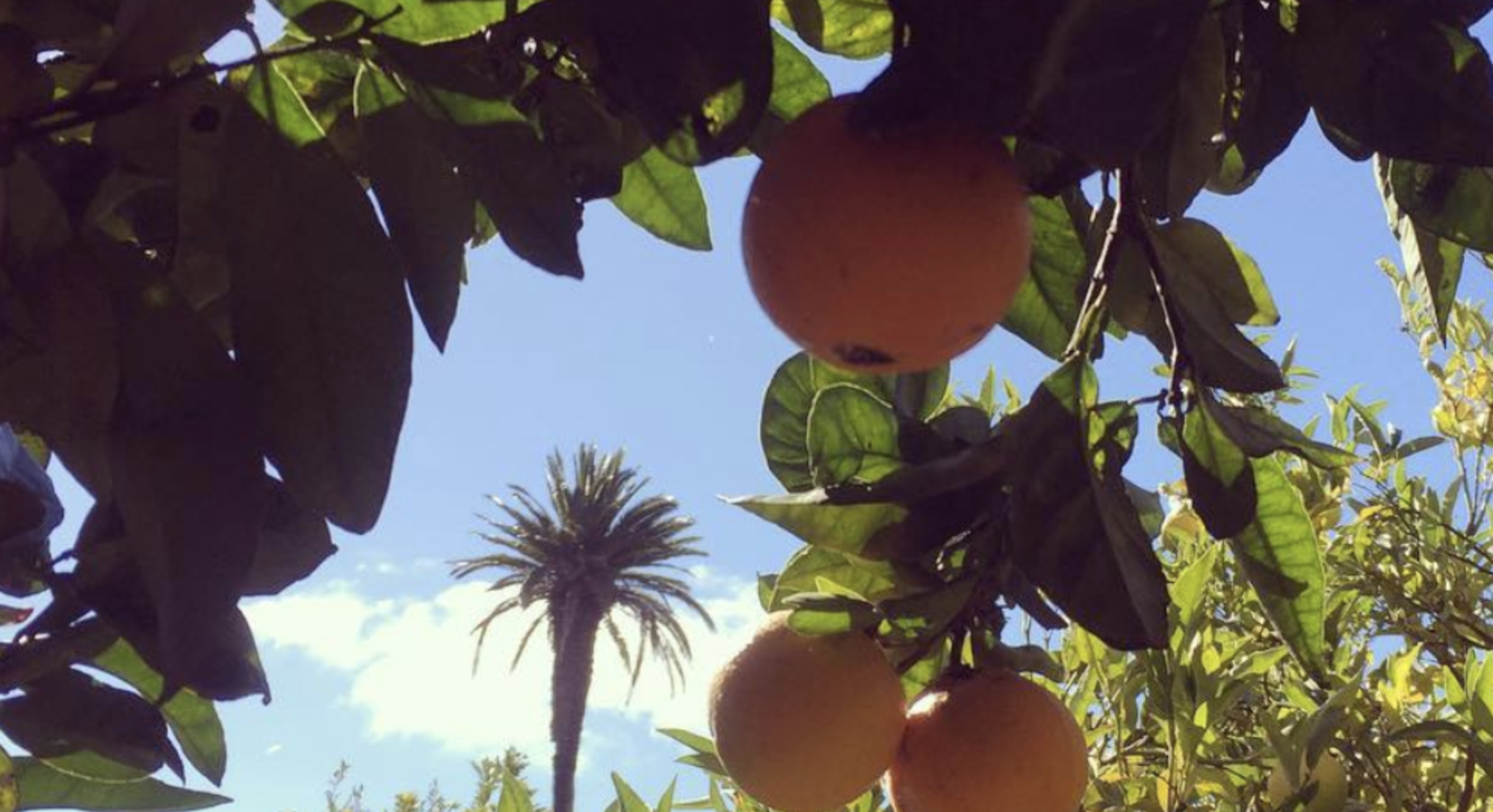 Orange groves