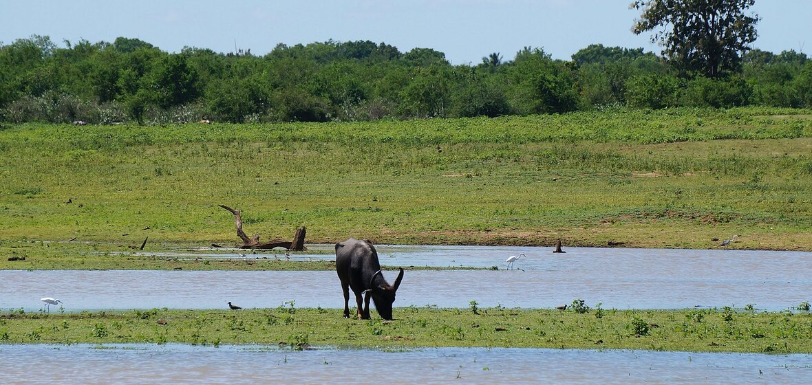 Photo of Udawalawa