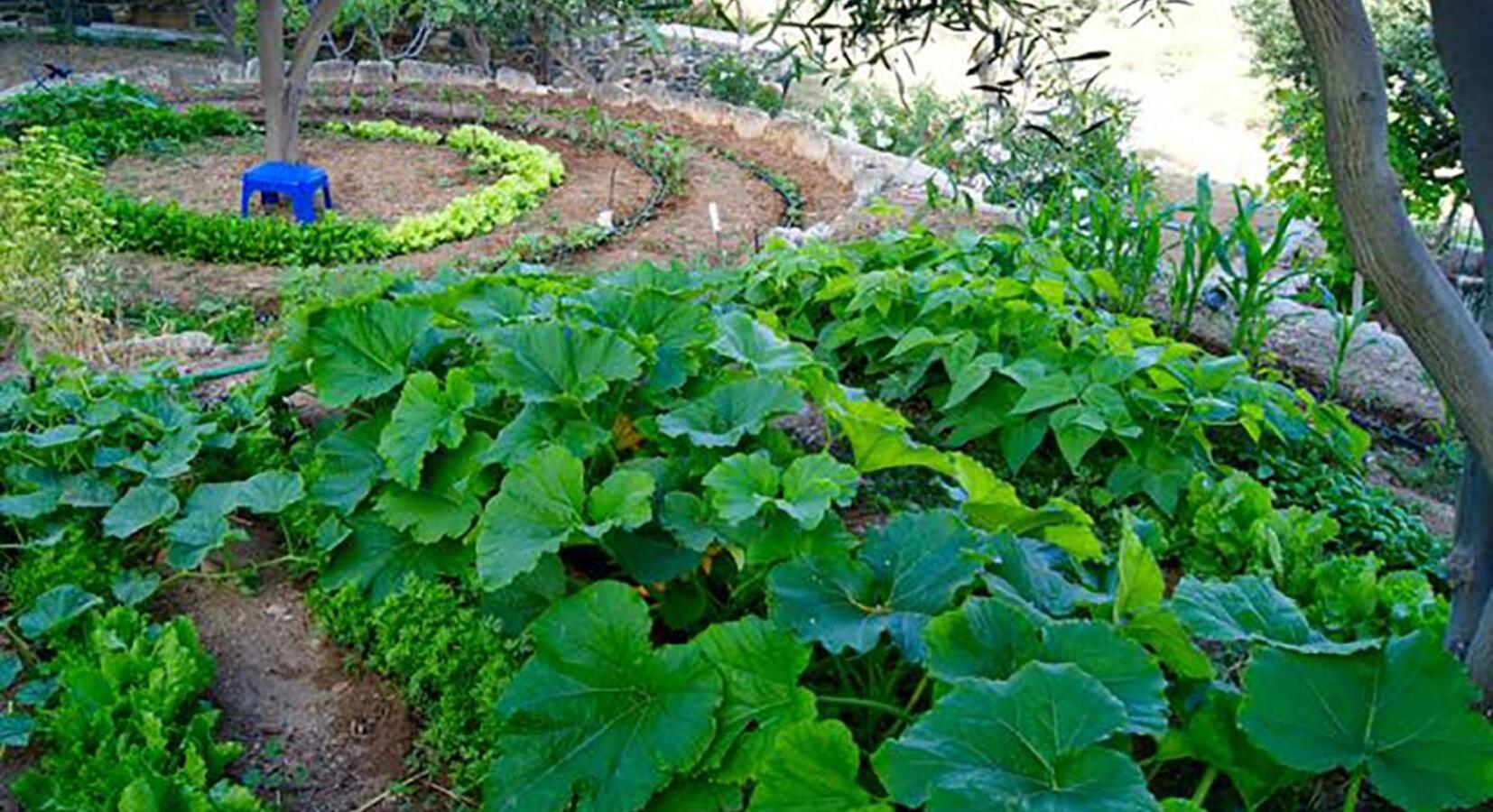 Vegetable garden