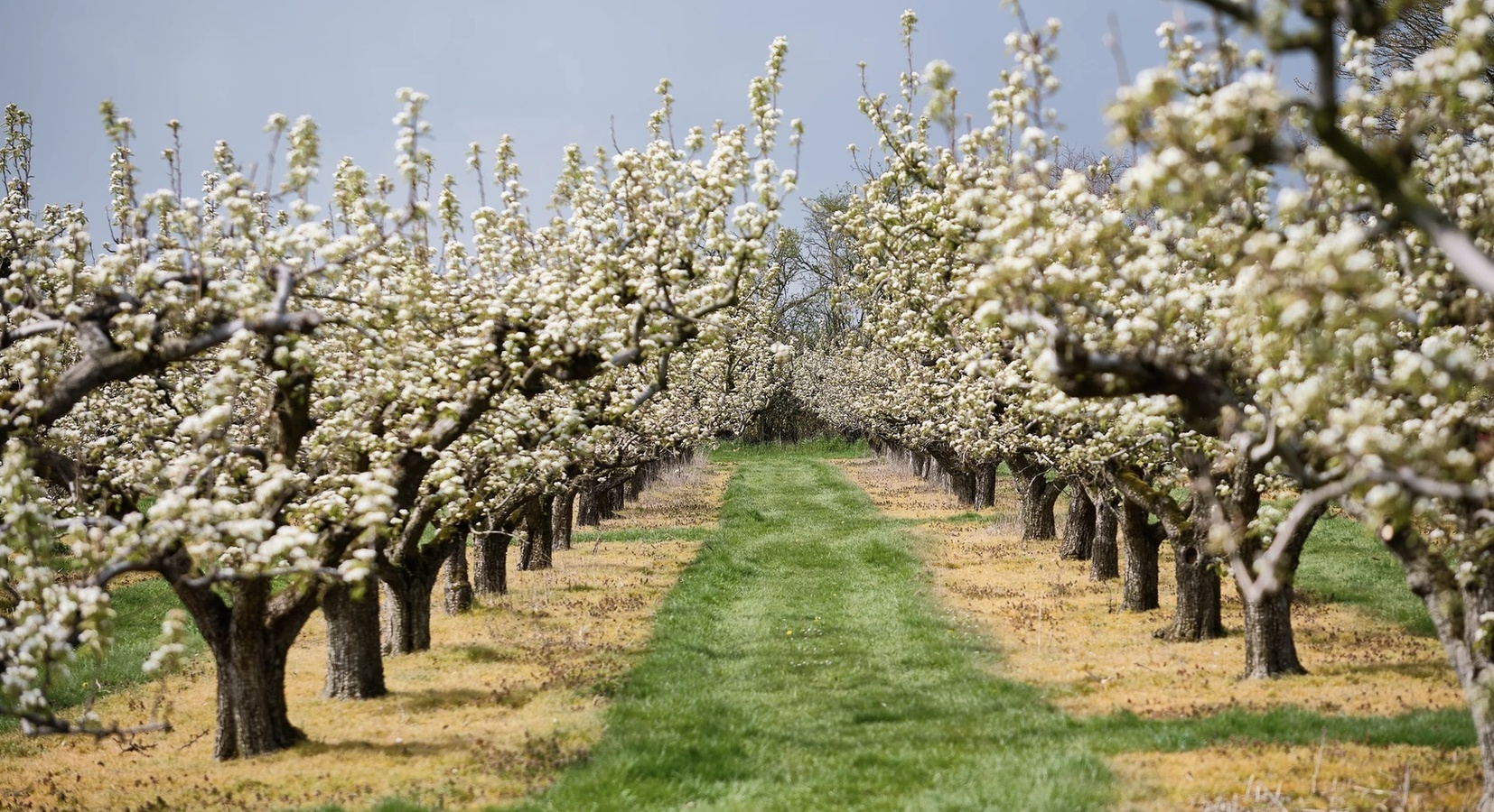 Orchards